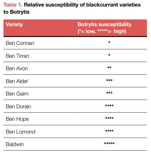 Relative susceptibility of blackcurrant varieties to botrytis